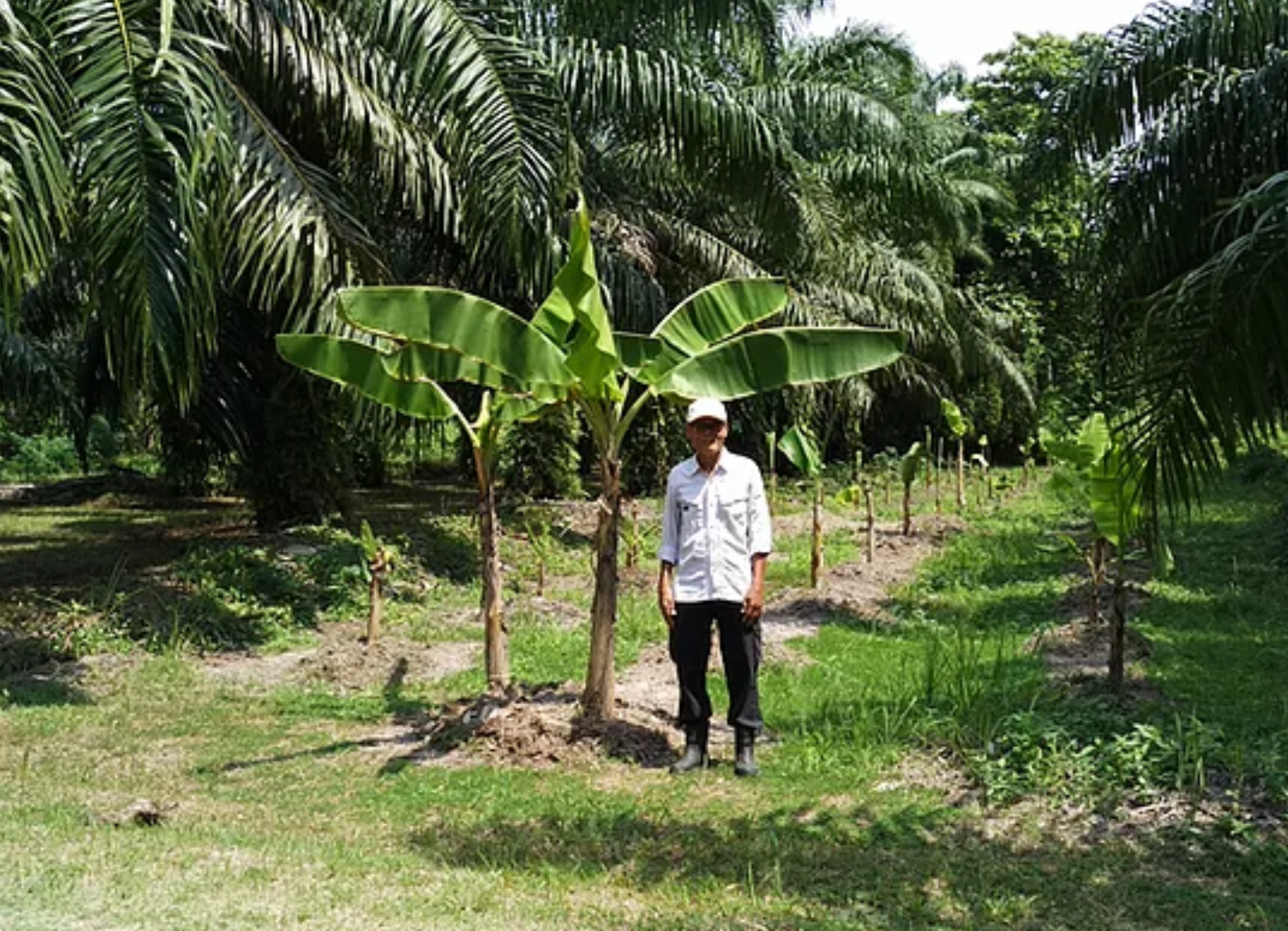 Pointing to some of the tallest ones, Hariri Sadiman told us the coconut trees were over sixty years old.